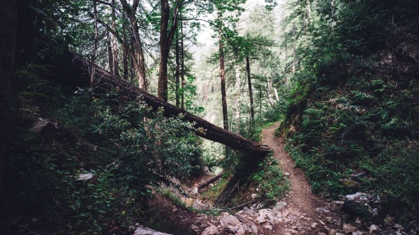 Forest Trail Trees Wallpaper Wallpaper