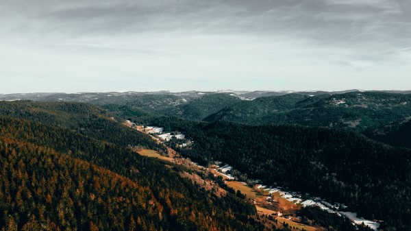 Forest Trees Aerial View Image Wallpaper