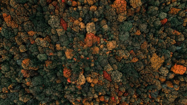 Forest Trees Aerial View Img Wallpaper