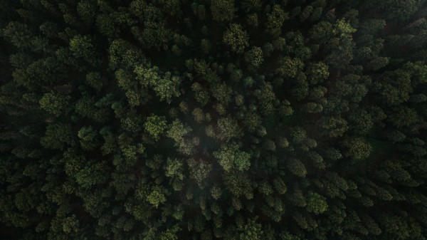 Forest Trees Aerial View Ph Wallpaper