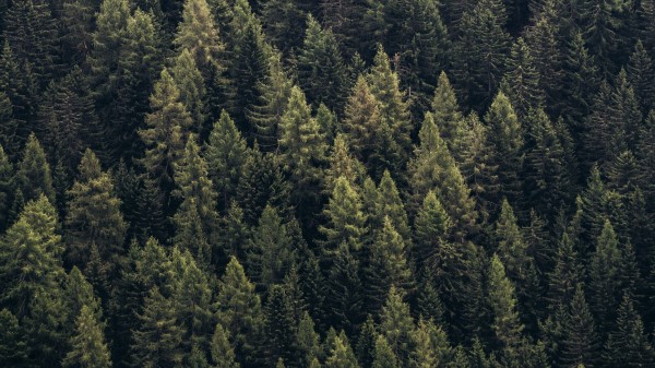 Forest Trees Aerial View Photo Wallpaper
