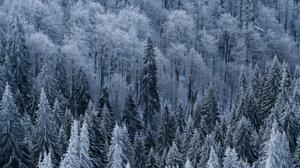 Forest Trees Aerial View Pic Wallpaper