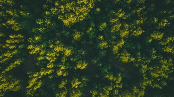 Forest Trees Aerial View Picture Wallpaper