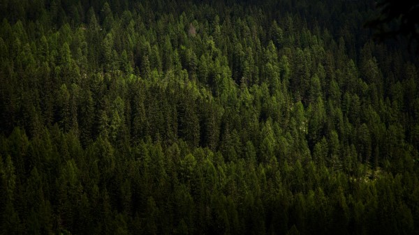 Forest Trees Aerial View wallpaper