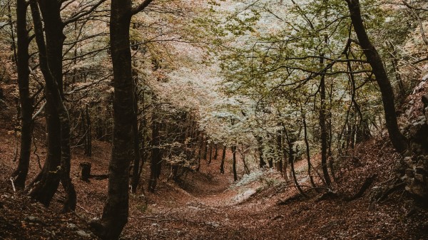 Forest Trees Autumn Image Wallpaper