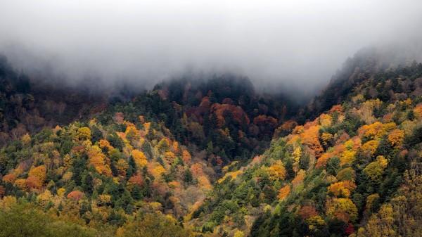 Forest Trees Autumn Picture Wallpaper
