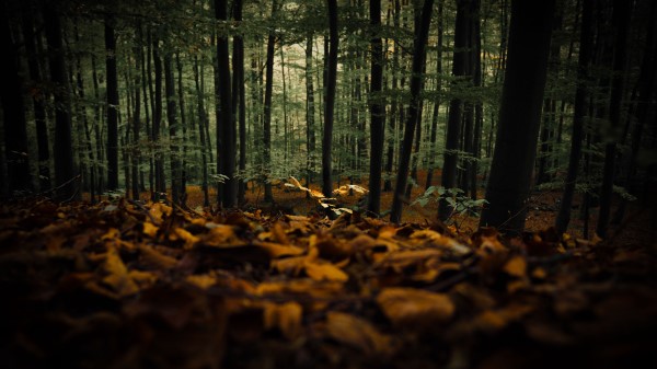 Forest Trees Autumn Wallpaper