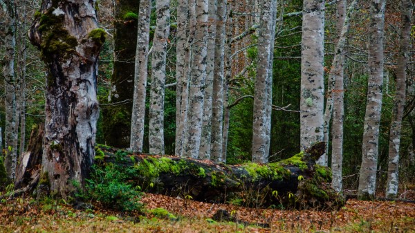 Forest Trees Birch Moss Wallpaper