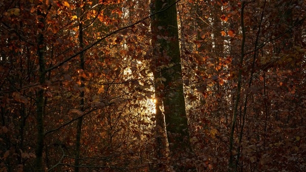 Forest Trees Branches Image wallpaper