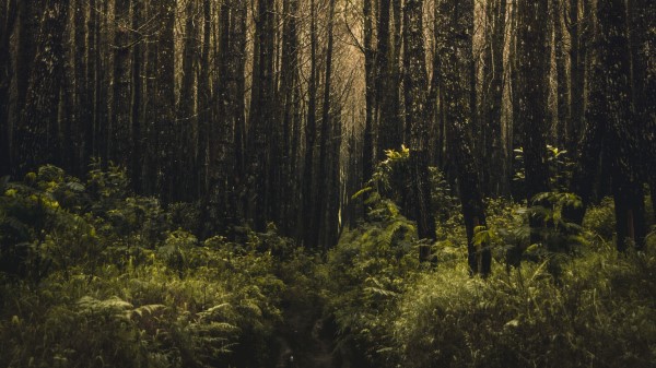 Forest Trees Branches wallpaper