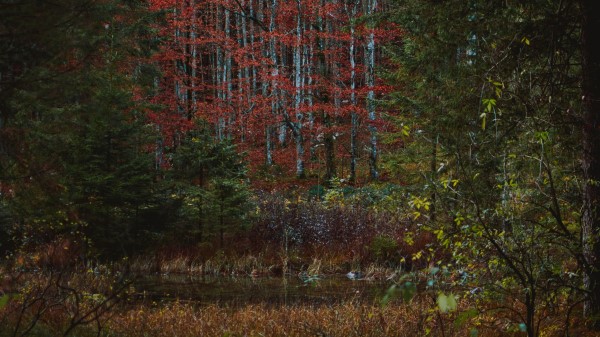 Forest Trees Bushes Image Wallpaper
