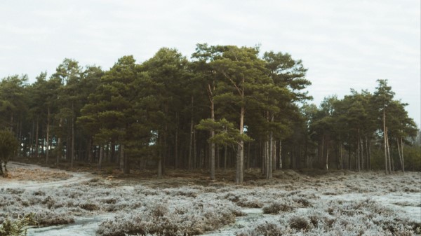 Forest Trees Bushes Wallpaper