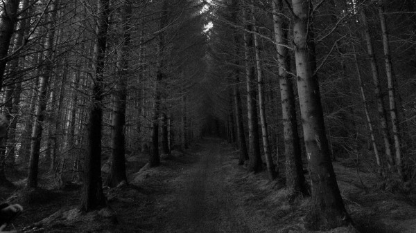 Forest Trees Bw Wallpaper