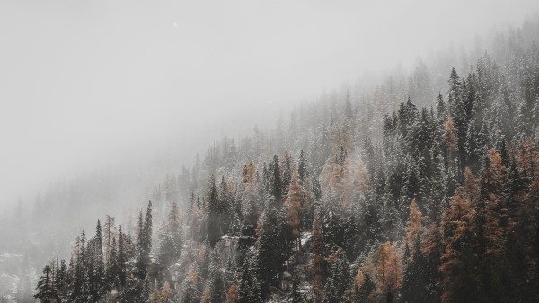 Forest Trees Conifer Picture Wallpaper