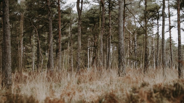 Forest Trees Conifer Wallpaper