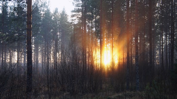 Forest Trees Dawn Fall Wallpaper