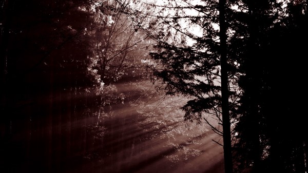 Forest Trees Dawn Wallpaper