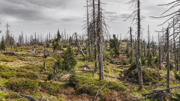Forest Trees Dry Wallpaper