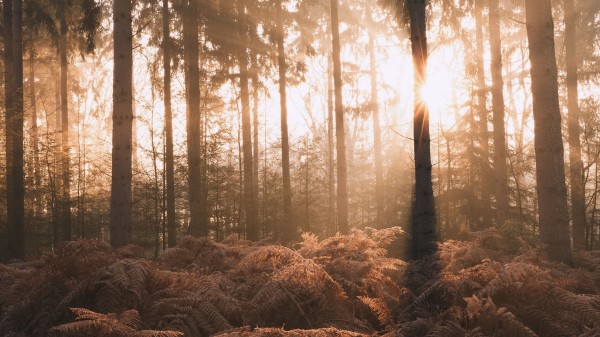 Forest Trees Fern Wallpaper