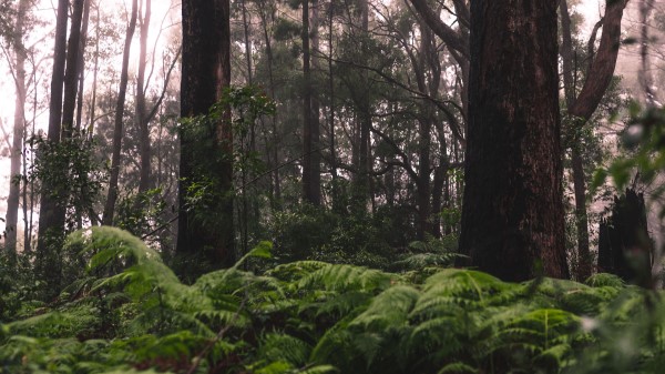 Forest Trees Ferns Wallpaper