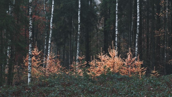 Forest Trees Fog Im Wallpaper
