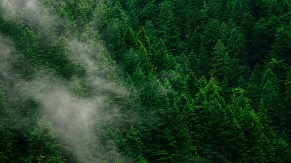 Forest Trees Fog Image Wallpaper