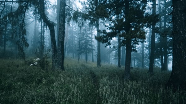 Forest Trees Fog Img Wallpaper