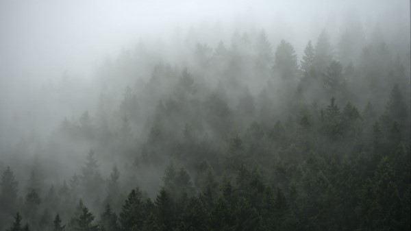 Forest Trees Fog Io Wallpaper