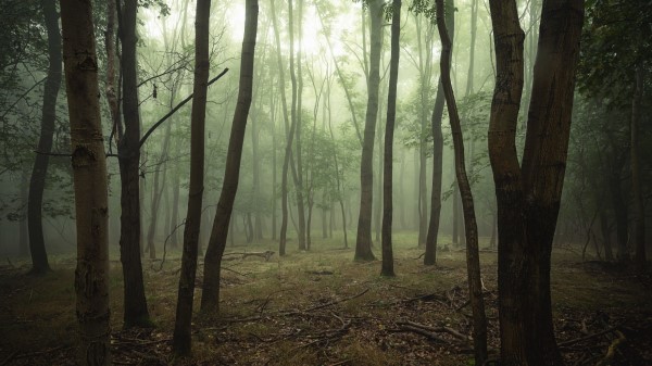 Forest Trees Fog La Wallpaper