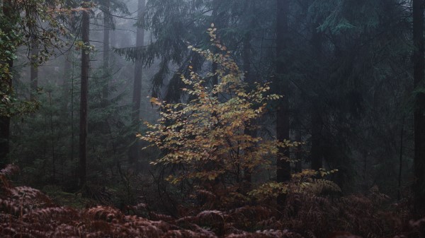 Forest Trees Fog Nature Wallpaper
