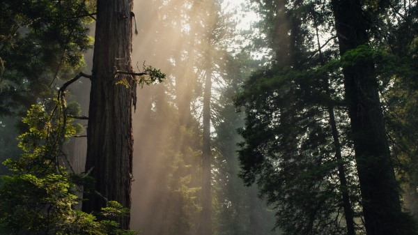 Forest Trees Fog Ph Wallpaper