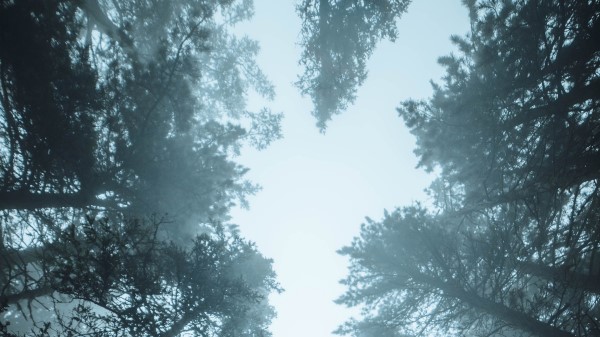 Forest Trees Fog Pic Wallpaper