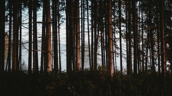 Forest Trees Fog Picture Wallpaper