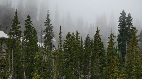 Forest Trees Fog Wallpaper