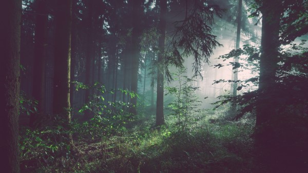 Forest Trees Fog Wallpaper Wallpaper