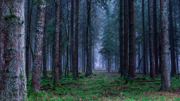 Forest Trees Grass Fog Wallpaper