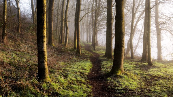 Forest Trees Grass Image Wallpaper