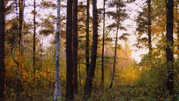 Forest Trees Grass Photo Wallpaper