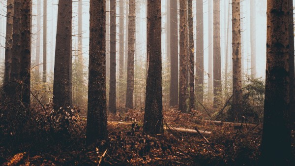 Forest Trees Grass Picture Wallpaper