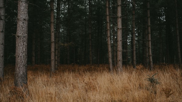 Forest Trees Grass Wallpaper