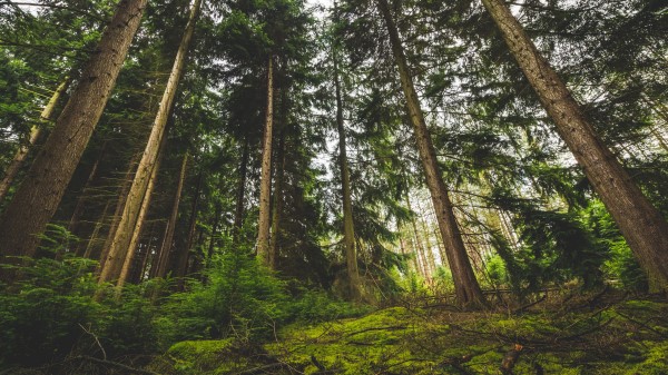 Forest Trees Green Wallpaper