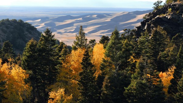 Forest Trees Hills Wallpaper