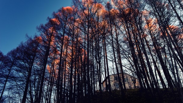 Forest Trees House wallpaper