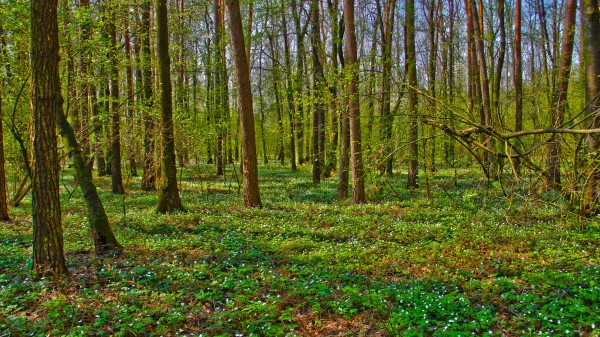 Forest Trees Landscape Wallpaper Wallpaper