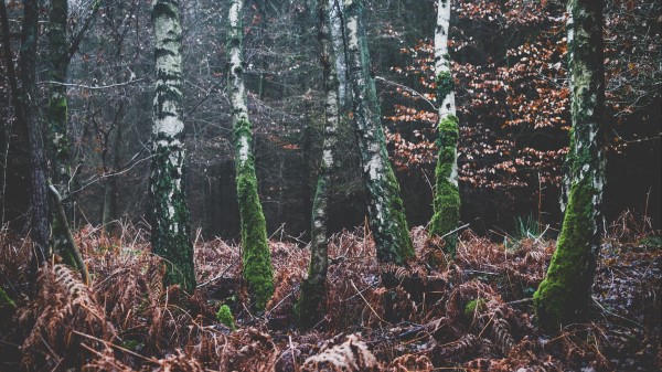 Forest Trees Moss Autumn Wallpaper