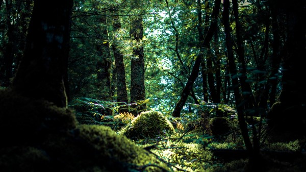 Forest Trees Moss Image Wallpaper