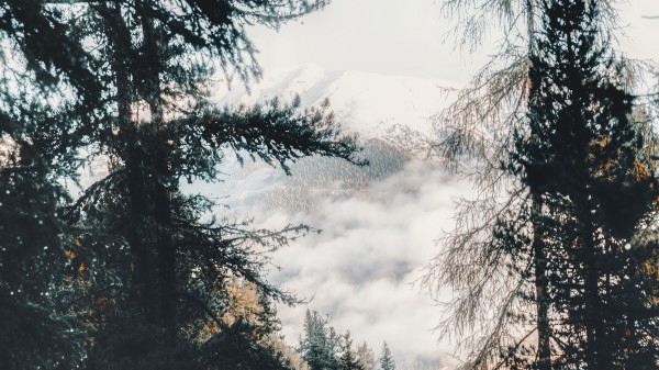 Forest Trees Mountains Nature Wallpaper
