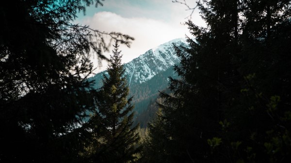 Forest Trees Mountains Wallpaper