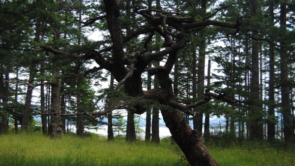 Forest Trees Natur Wallpaper