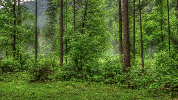 Forest Trees Nature Grass Wallpaper Wallpaper